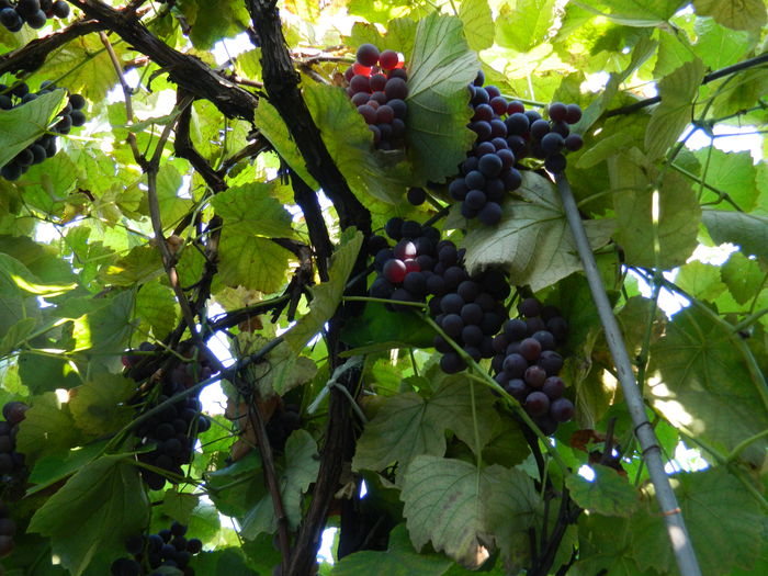DSCN0691 - 2015_OCTOMBRIE