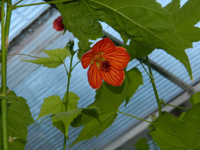 DSCN0699 - 2015_OCTOMBRIE