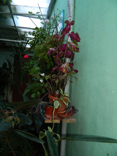 DSCN0705 - 2015_OCTOMBRIE