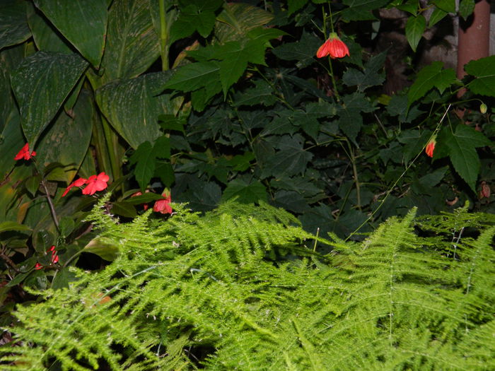 DSCN0711 - 2015_OCTOMBRIE