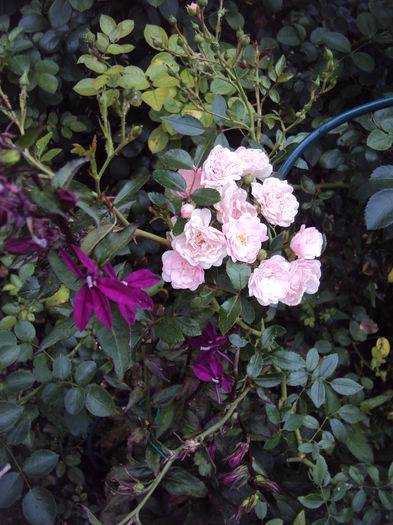 DSC07134