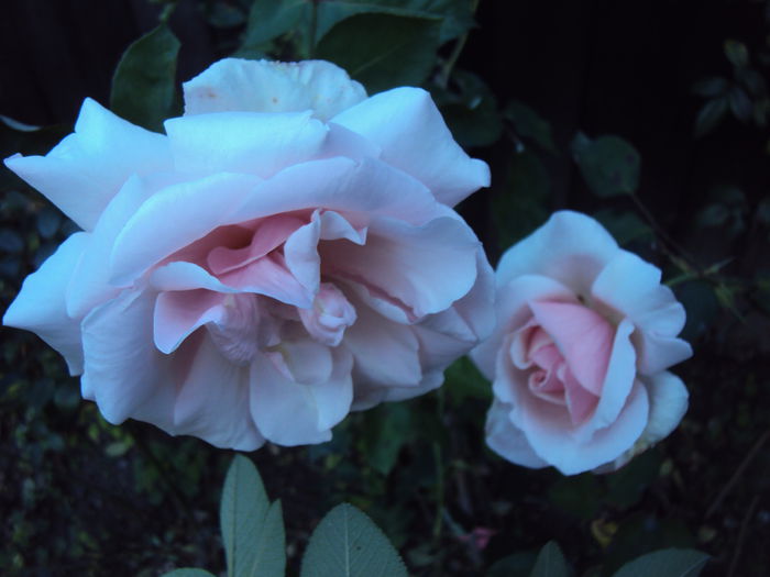 DSC07400 - Pharisaer