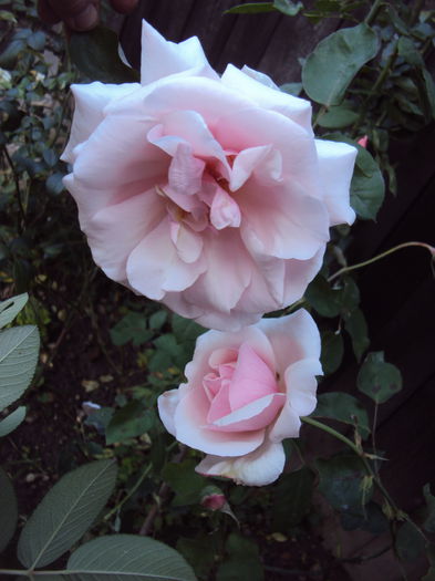 DSC07403 - Pharisaer