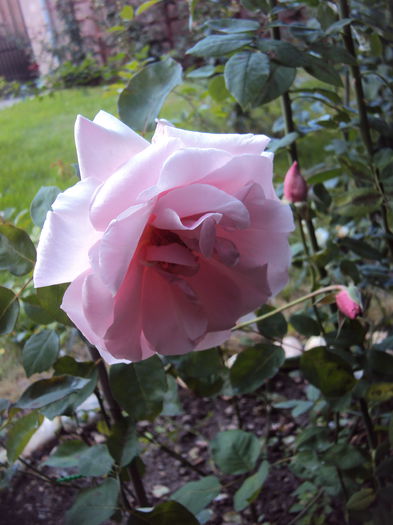 DSC07405 - Pharisaer