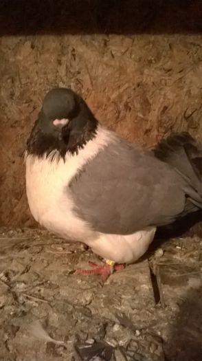 WP_20150821_060 - Straseri