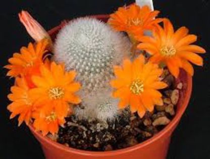 rebutia muscula - CACTUSI rog identificare