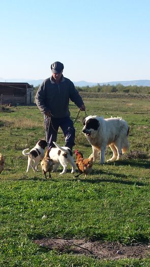 20151002_163726 - ciobanesc de bucovina - Ursu