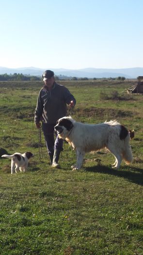 20151002_163737 - ciobanesc de bucovina - Ursu