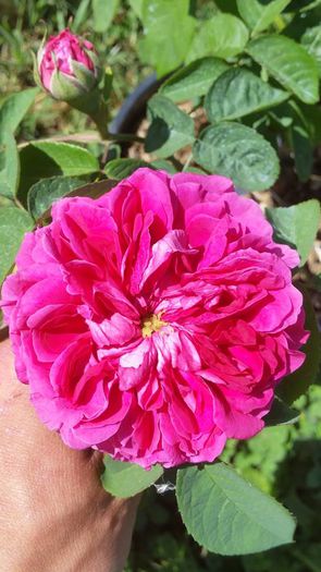 rose du roi a fleur pourpres - Antici wishlist