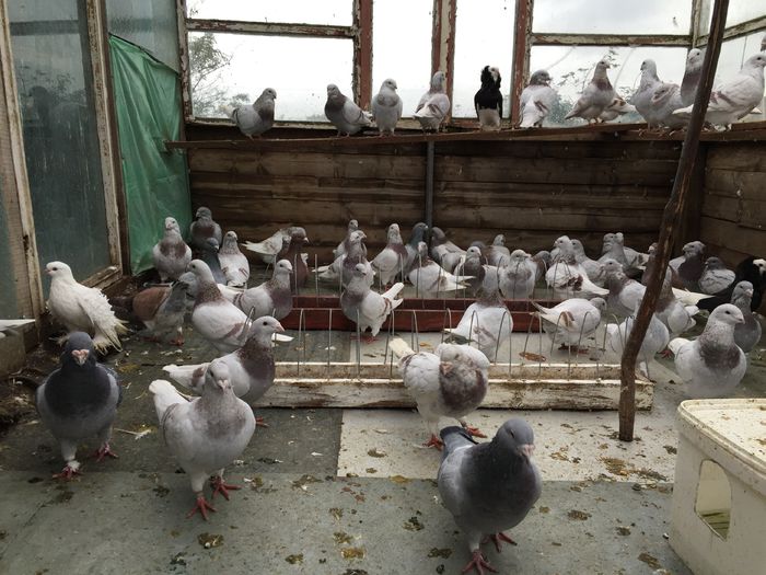 IMG_5156 - Octombrie