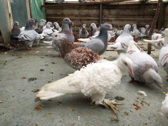 IMG_5161 - Octombrie