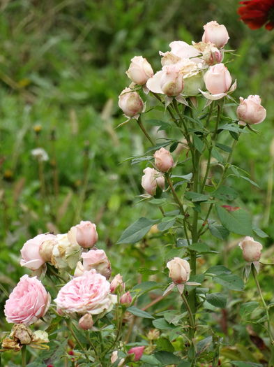 DSC00658