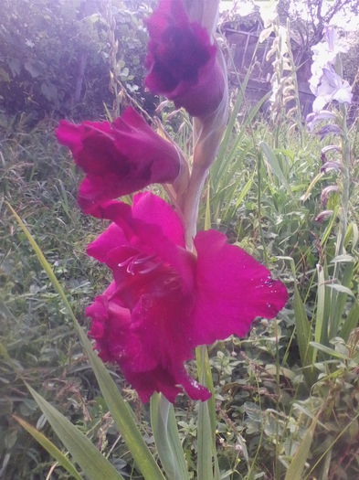 IMG_20140819_162649 - florile mele