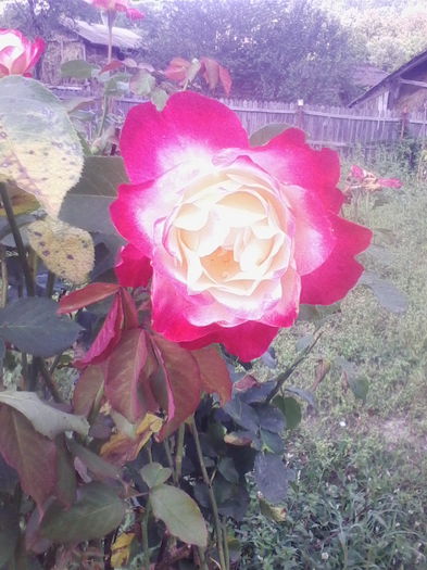 IMG_20140829_134455 - florile mele