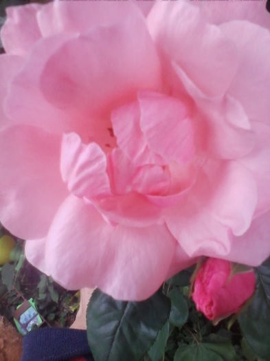 IMG_20140913_095828 - florile mele