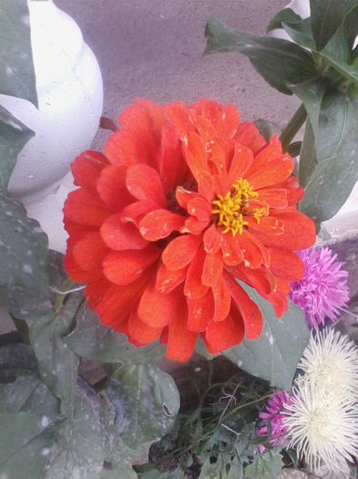 IMG_20140913_100001 - florile mele