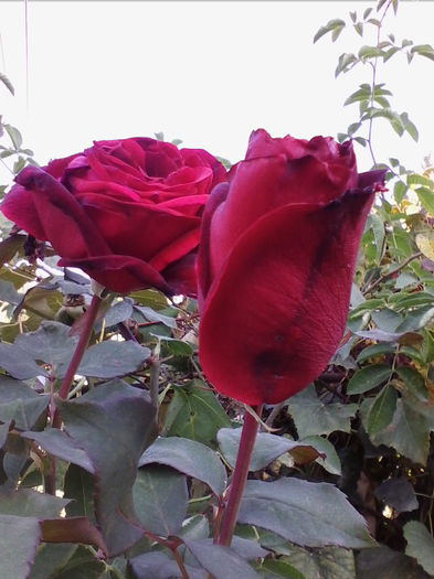 IMG_20141006_105036 - florile mele