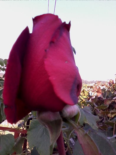IMG_20141006_105120 - florile mele