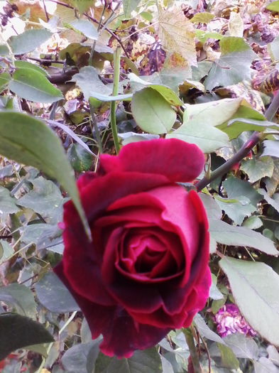 IMG_20141006_105129 - florile mele