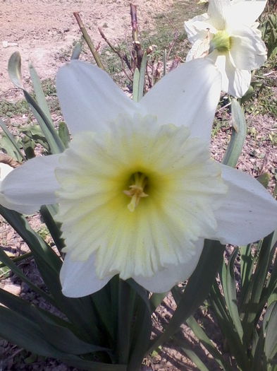 IMG_20150413_134808 - florile mele