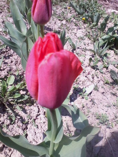 IMG_20150413_135027 - florile mele