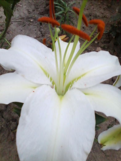 IMG_20150730_205508 - florile mele