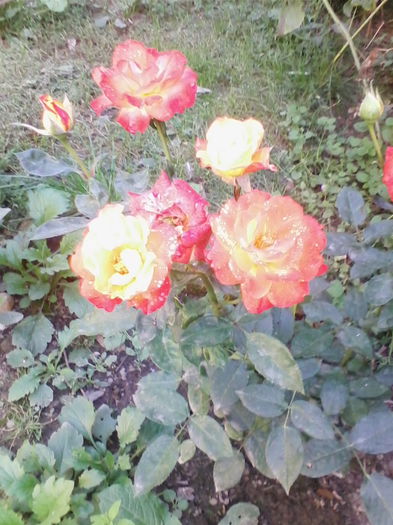IMG_20150827_190824 - florile mele