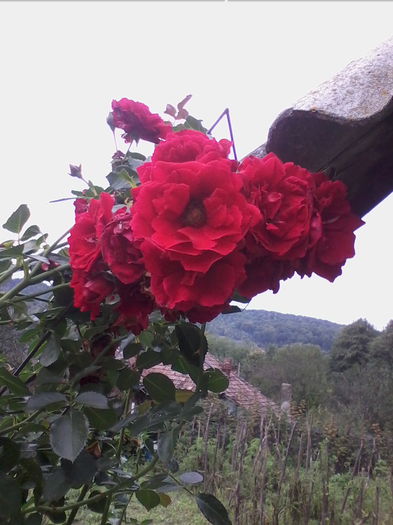 IMG_20151004_163115 - florile mele