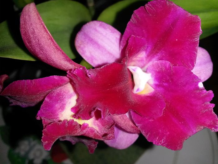 cattleya roz cu mov 2015.10.13