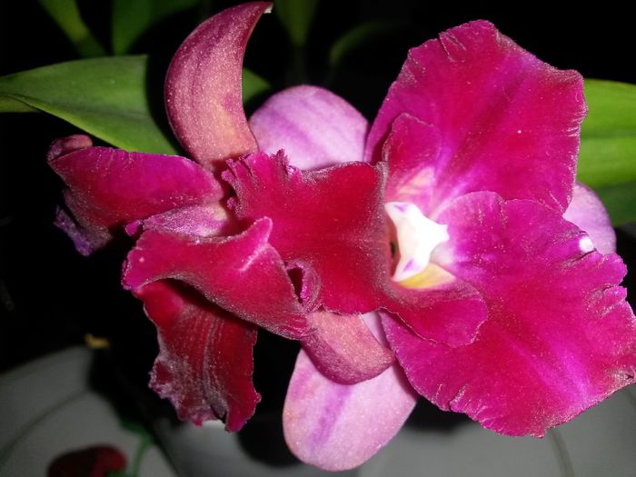 cattleya roz cu mov 2015.10.12 1