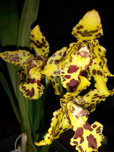 Odontocidium Hansueli Isler 2015.10.12 1 - odontocidium hansueli isler