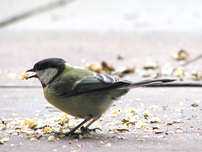 P3160133 - 2015 - 02 - Toamna si Iarna