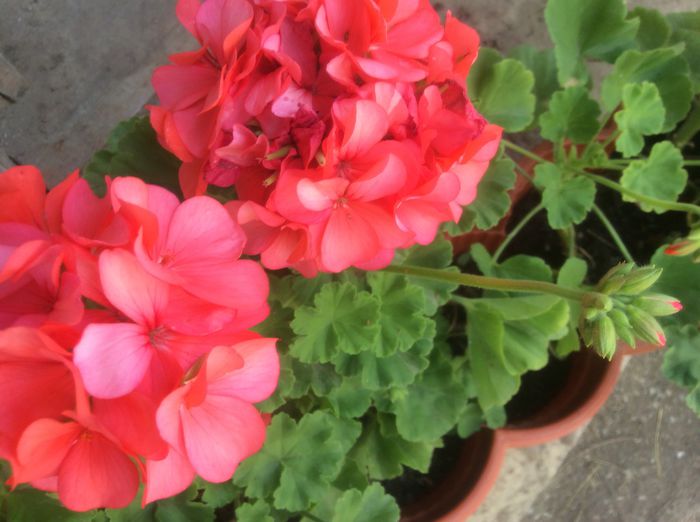 image - Muscate 2015