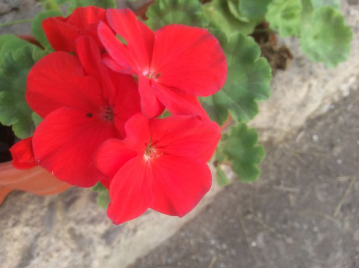 image - Muscate 2015