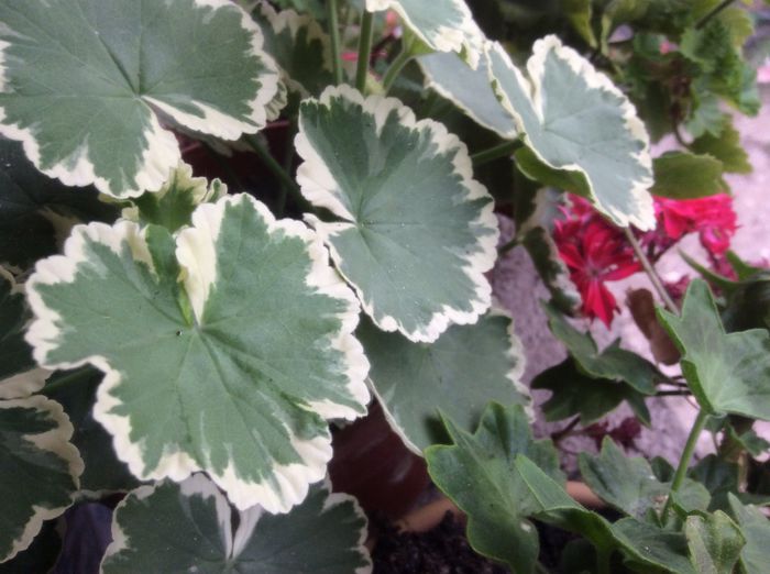 image - Muscate 2015