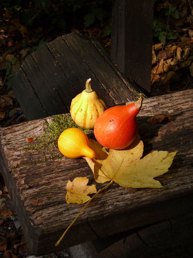 P1220209 - 2015 - 02 - Toamna si Iarna