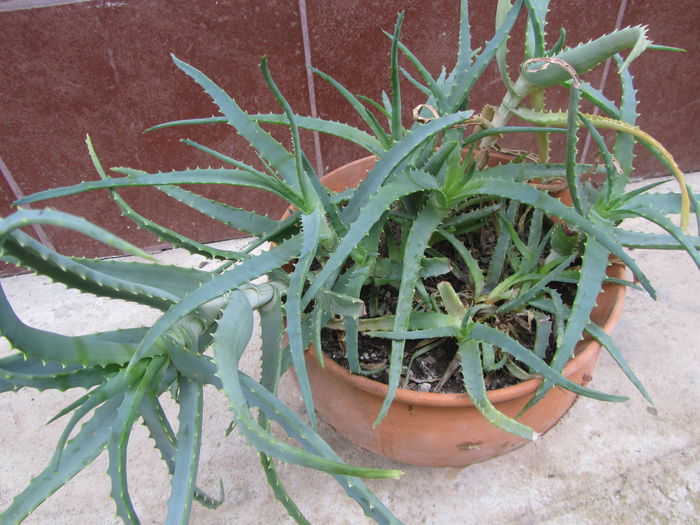 Aloe