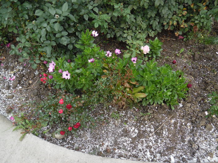 029 - 2015 Gradina toamna