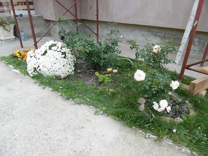 035 - 2015 Gradina toamna