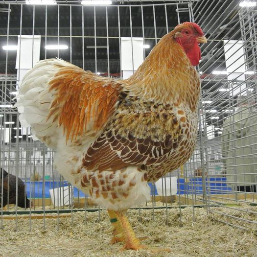 12107116_113100609047654_5965747966527342956_n - Wyandotte