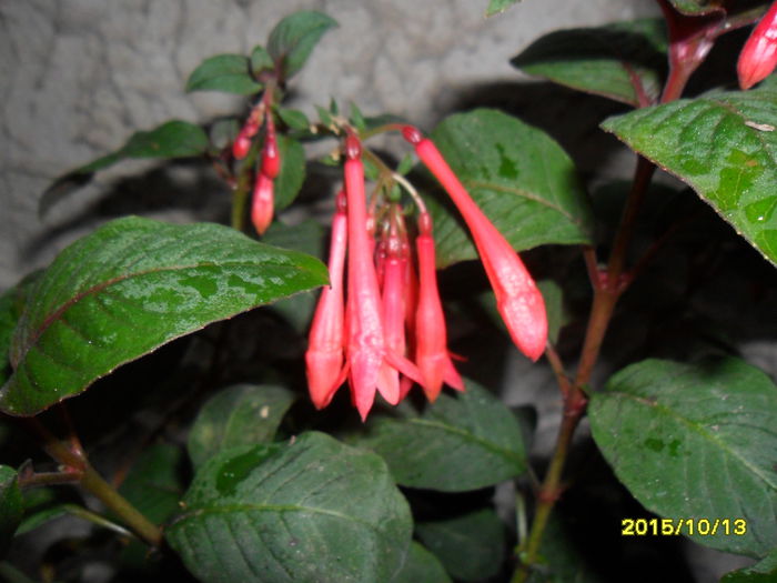 SAM_1669 - Fuchsia 2015