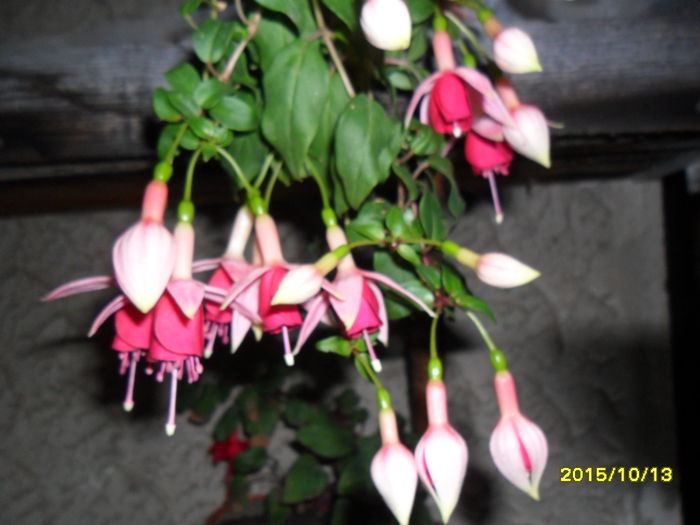 SAM_1672 - Fuchsia 2015