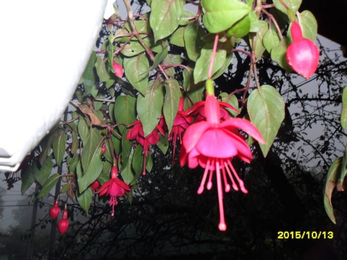 SAM_1677 - Fuchsia 2015