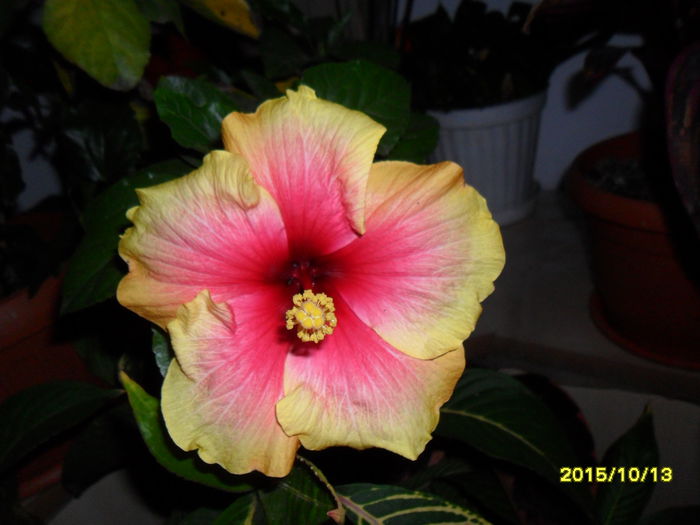 SAM_1656 - Hibiscusi 2015