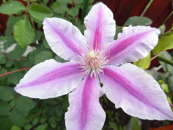 062 - clematite infloriri