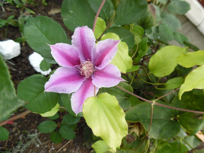 063 - clematite infloriri