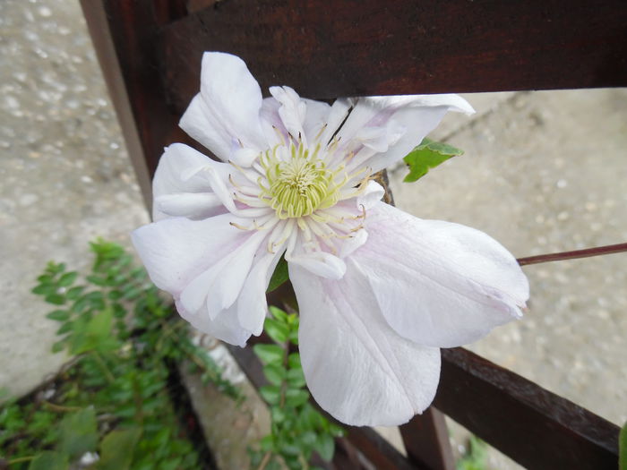 innocent blush - clematite infloriri