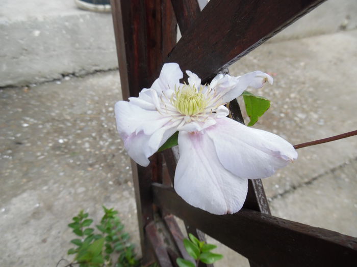 082 - clematite infloriri