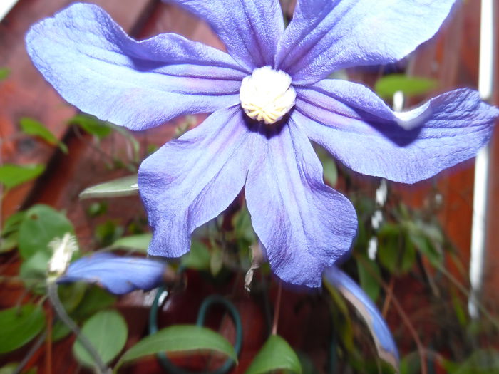 115 - clematite infloriri