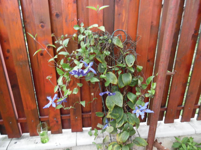 117 - clematite infloriri